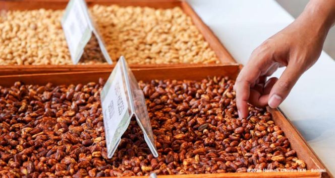
 Biji-biji kopi liberika yang melalui berbagai tahap pemrosesan dipamerkan di Nusantara Liberica Coffee Exhibition.