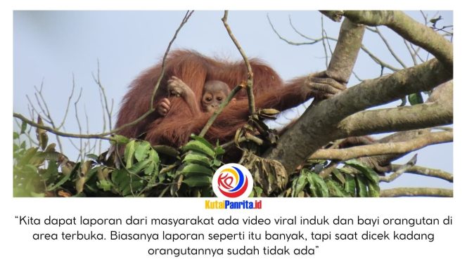 
 Seekor induk orangutan terlihat berjuang mempertahankan hidup bersama dua anak kembarnya di kawasan hutan yang telah terfragmentasi, mencerminkan kerasnya upaya satwa liar bertahan di tengah semakin menyusutnya habitat alami mereka. Dok: Conservation Action Network (CAN).