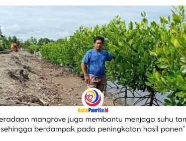 Penggerak swadaya masyarakat Desa Muara Badak Ilir, Ramlan, menunjukkan tanaman mangrove yang ia tanam yang kini tumbuh subur dan berkembang. Mangrove memiliki peran penting dalam melindungi kawasan pesisir serta menunjang keberlangsungan hidup para petambak. Dok: Ramlan.