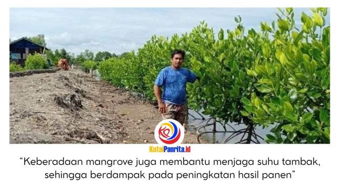 
 Penggerak swadaya masyarakat Desa Muara Badak Ilir, Ramlan, menunjukkan tanaman mangrove yang ia tanam yang kini tumbuh subur dan berkembang. Mangrove memiliki peran penting dalam melindungi kawasan pesisir serta menunjang keberlangsungan hidup para petambak. Dok: Ramlan.