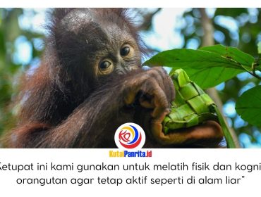 Bayi orangutan tampak antusias “berburu” ketupat yang digantung di area bermain. Ketupat berisi pakan tersebut sengaja ditempatkan di ketinggian untuk merangsang satwa memanjat, bergelantungan, hingga membuka anyaman demi mendapatkan isinya. Dok: BKSDA Kaltim.