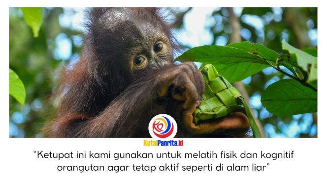 
 Bayi orangutan tampak antusias “berburu” ketupat yang digantung di area bermain. Ketupat berisi pakan tersebut sengaja ditempatkan di ketinggian untuk merangsang satwa memanjat, bergelantungan, hingga membuka anyaman demi mendapatkan isinya. Dok: BKSDA Kaltim.