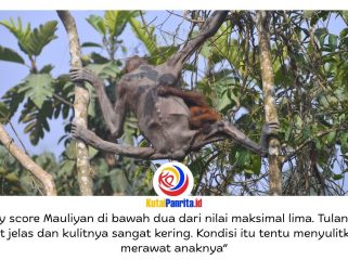 Seekor induk orangutan bersama bayinya melintas di jalan hauling tambang batu bara di Kutai Timur, Kalimantan Timur, pada September 2023. Kondisi induk orangutan yang kurus, kulit mengering, dan nyaris tanpa rambut sempat viral di media sosial serta menjadi sorotan publik terkait kerusakan habitat satwa liar. Foto: Dok. Balai Konservasi Sumber Daya Alam (BKSDA) Kalimantan Timur.