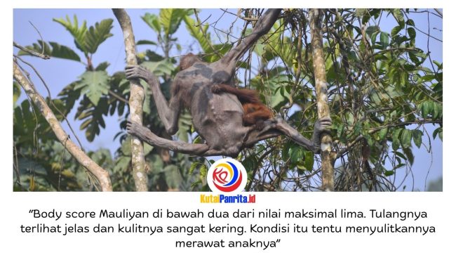 Seekor induk orangutan bersama bayinya melintas di jalan hauling tambang batu bara di Kutai Timur, Kalimantan Timur, pada September 2023. Kondisi induk orangutan yang kurus, kulit mengering, dan nyaris tanpa rambut sempat viral di media sosial serta menjadi sorotan publik terkait kerusakan habitat satwa liar. Foto: Dok. Balai Konservasi Sumber Daya Alam (BKSDA) Kalimantan Timur.