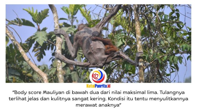 
 Seekor induk orangutan bersama bayinya melintas di jalan hauling tambang batu bara di Kutai Timur, Kalimantan Timur, pada September 2023. Kondisi induk orangutan yang kurus, kulit mengering, dan nyaris tanpa rambut sempat viral di media sosial serta menjadi sorotan publik terkait kerusakan habitat satwa liar. Foto: Dok. Balai Konservasi Sumber Daya Alam (BKSDA) Kalimantan Timur.