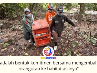 BKSDA Kalimantan Timur bersama KPHP Kelinjau dan Centre for Orangutan Protection (COP) melepasliarkan tiga orangutan kalimantan hasil rehabilitasi, yakni Bagus, Eboni, dan Ruby, di Hutan Lindung Gunung Batu Mesangat, Kecamatan Busang, Kabupaten Kutai Timur, Selasa (23/6/2026). Foto: BKSDA Kaltim.