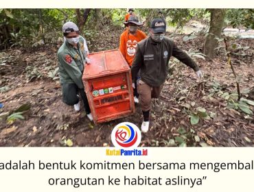 BKSDA Kalimantan Timur bersama KPHP Kelinjau dan Centre for Orangutan Protection (COP) melepasliarkan tiga orangutan kalimantan hasil rehabilitasi, yakni Bagus, Eboni, dan Ruby, di Hutan Lindung Gunung Batu Mesangat, Kecamatan Busang, Kabupaten Kutai Timur, Selasa (23/6/2026). Foto: BKSDA Kaltim.