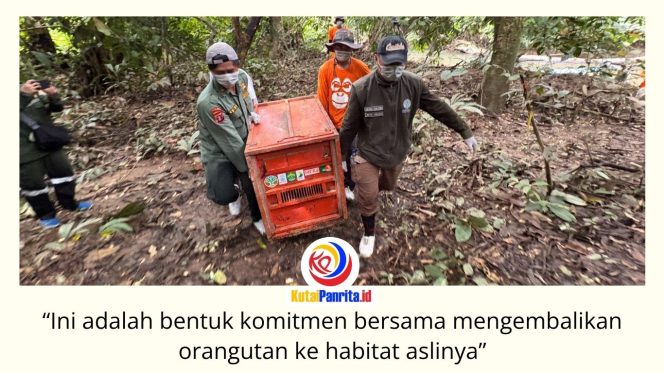 
 BKSDA Kalimantan Timur bersama KPHP Kelinjau dan Centre for Orangutan Protection (COP) melepasliarkan tiga orangutan kalimantan hasil rehabilitasi, yakni Bagus, Eboni, dan Ruby, di Hutan Lindung Gunung Batu Mesangat, Kecamatan Busang, Kabupaten Kutai Timur, Selasa (23/6/2026). Foto: BKSDA Kaltim.