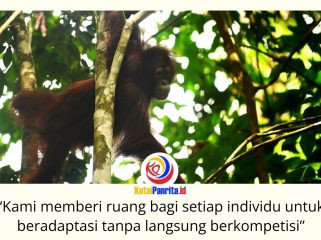 Bagus, Eboni, dan Ruby, tiga orangutan kalimantan hasil rehabilitasi, resmi dilepasliarkan di Hutan Lindung Gunung Batu Mesangat, Kecamatan Busang, Kabupaten Kutai Timur, sebagai upaya memperkuat populasi orangutan di habitat alaminya. Foto: BKSDA Kaltim.