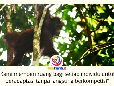 Bagus, Eboni, dan Ruby, tiga orangutan kalimantan hasil rehabilitasi, resmi dilepasliarkan di Hutan Lindung Gunung Batu Mesangat, Kecamatan Busang, Kabupaten Kutai Timur, sebagai upaya memperkuat populasi orangutan di habitat alaminya. Foto: BKSDA Kaltim.