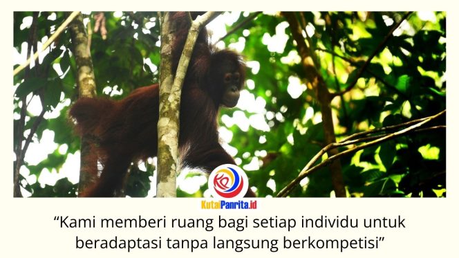 
 Bagus, Eboni, dan Ruby, tiga orangutan kalimantan hasil rehabilitasi, resmi dilepasliarkan di Hutan Lindung Gunung Batu Mesangat, Kecamatan Busang, Kabupaten Kutai Timur, sebagai upaya memperkuat populasi orangutan di habitat alaminya. Foto: BKSDA Kaltim.