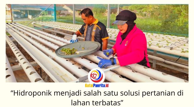 Kapolsek Loa Kulu bersama Bhayangkari Ranting Loa Kulu menanam 832 bibit selada hidroponik di Green House Bhayangkari sebagai wujud dukungan terhadap program ketahanan pangan nasional, Senin (22/6/2026). Foto: Dok. Polsek Loa Kulu.