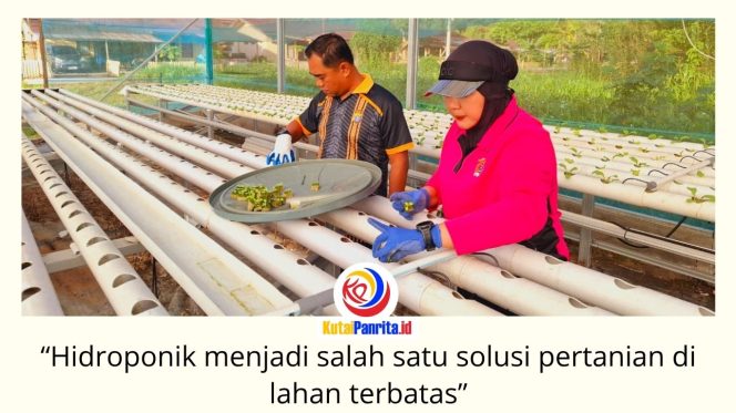 
 Kapolsek Loa Kulu bersama Bhayangkari Ranting Loa Kulu menanam 832 bibit selada hidroponik di Green House Bhayangkari sebagai wujud dukungan terhadap program ketahanan pangan nasional, Senin (22/6/2026). Foto: Dok. Polsek Loa Kulu.