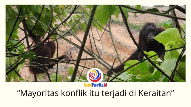 
 Dua ekor orangutan di area pertambangan. Upaya penyelamatan habitat orangutan di Kalimantan Timur kini memasuki tahap baru melalui kolaborasi pemerintah, akademisi, lembaga konservasi, dan perusahaan di Kutai Timur dalam Forum Konservasi Orangutan Terpadu Lanskap Keraitan. Foto: Dok. Conservation Action Network (CAN).