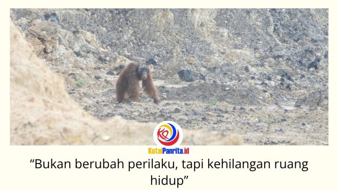 
 Seekor orangutan di area pertambangan. Upaya penyelamatan orangutan di Kalimantan Timur dinilai perlu pengelolaan habitat secara menyeluruh untuk menekan konflik manusia dan satwa sejak dini. Foto: Dok. Conservation Action Network (CAN).