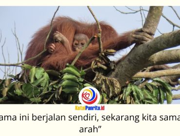 Induk orangutan bersama anaknya di atas pohon dekat area pertambangan. Upaya pelestarian orangutan di Kalimantan Timur diperkuat melalui kolaborasi pemerintah, akademisi, lembaga konservasi, dan perusahaan dalam Forum Konservasi Orangutan Terpadu Lanskap Keraitan. Foto: Dok. Conservation Action Network (CAN).