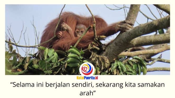 
 Induk orangutan bersama anaknya di atas pohon dekat area pertambangan. Upaya pelestarian orangutan di Kalimantan Timur diperkuat melalui kolaborasi pemerintah, akademisi, lembaga konservasi, dan perusahaan dalam Forum Konservasi Orangutan Terpadu Lanskap Keraitan. Foto: Dok. Conservation Action Network (CAN).