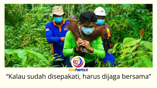 
 Tim penyelamat orangutan tengah melakukan proses pelepasliaran. Komitmen pelestarian habitat orangutan di Kalimantan Timur diperkuat melalui kolaborasi berbagai pihak, termasuk dukungan PT Kaltim Prima Coal (KPC) dalam Forum Konservasi Orangutan Terpadu Lanskap Keraitan. Foto: Dok. Conservation Action Network (CAN).