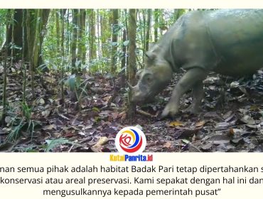 Camera trap yang dipasang BKSDA Kalimantan Timur dan Aliansi Lestari Rimba Terpadu (Alert) berhasil merekam keberadaan Badak Pari Mahulu di habitat alaminya, sebagai bagian dari upaya pemantauan dan penyelamatan spesies langka tersebut.