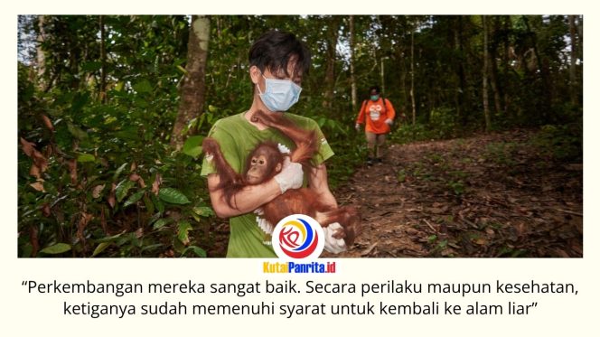 
 Tiga orangutan Kalimantan yang sebelumnya menjadi korban pemeliharaan ilegal dinyatakan siap kembali ke habitat alaminya setelah menjalani rehabilitasi panjang di Pusat Rehabilitasi Bornean Orangutan Rescue Alliance (BORA), Berau. Foto: COP.