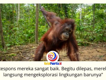 Tiga orangutan Kalimantan, Bagus, Eboni, dan Ruby, resmi dilepasliarkan ke habitat alaminya pada 24 Juni 2026. Pelepasliaran oleh BKSDA Kalimantan Timur bersama Centre for Orangutan Protection (COP) menandai berakhirnya masa rehabilitasi sekaligus awal kehidupan baru ketiganya di alam liar. Foto: COP.