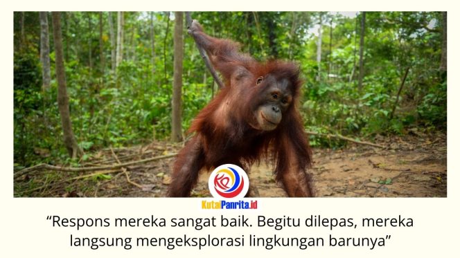 
 Tiga orangutan Kalimantan, Bagus, Eboni, dan Ruby, resmi dilepasliarkan ke habitat alaminya pada 24 Juni 2026. Pelepasliaran oleh BKSDA Kalimantan Timur bersama Centre for Orangutan Protection (COP) menandai berakhirnya masa rehabilitasi sekaligus awal kehidupan baru ketiganya di alam liar. Foto: COP.
