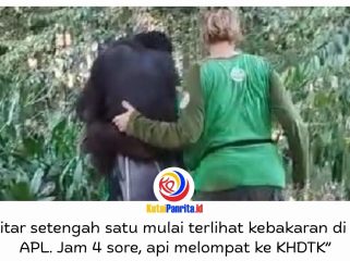 Karhutla mengancam KHDTK Samboja, Kutai Kartanegara, hingga mendekati area rehabilitasi orangutan Yayasan Jejak Pulang. Sebanyak 11 orangutan berhasil dievakuasi ke fasilitas aman di Kilometer 38 Samboja tanpa korban jiwa.