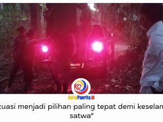 Sebanyak 11 orangutan yatim piatu berhasil dievakuasi dari area rehabilitasi Yayasan Jejak Pulang setelah karhutla merambat dari APL ke KHDTK Samboja, Kutai Kartanegara, Selasa (1/9/2026). Evakuasi dilakukan menyusul kobaran api yang membesar akibat angin kencang.