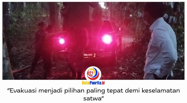 Sebanyak 11 orangutan yatim piatu berhasil dievakuasi dari area rehabilitasi Yayasan Jejak Pulang setelah karhutla merambat dari APL ke KHDTK Samboja, Kutai Kartanegara, Selasa (1/9/2026). Evakuasi dilakukan menyusul kobaran api yang membesar akibat angin kencang.