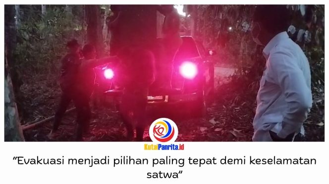 
 Sebanyak 11 orangutan yatim piatu berhasil dievakuasi dari area rehabilitasi Yayasan Jejak Pulang setelah karhutla merambat dari APL ke KHDTK Samboja, Kutai Kartanegara, Selasa (1/9/2026). Evakuasi dilakukan menyusul kobaran api yang membesar akibat angin kencang.