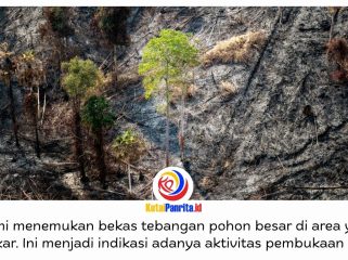 Kebakaran di kawasan Bukit Tengkorak, Desa Suko Mulyo, Kecamatan Sepaku, mendapat perhatian serius Otorita IKN. Selain menemukan sejumlah titik kebakaran yang berpindah-pindah, Otorita IKN juga mendapati indikasi pembukaan lahan di area terdampak. Foto: Humas Otorita IKN.
