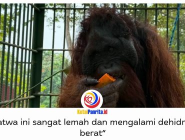 Seekor orangutan yang sempat viral setelah direkam operator excavator dari dalam kabin alat berat kini menjalani rehabilitasi di Pusat Rehabilitasi Satwa (PRS) Long Sam, Kampung Merasa, Kecamatan Kelay, Kabupaten Berau. Satwa tersebut ditemukan di Desa Menamang Kanan, Kecamatan Muara Kaman, Kutai Kartanegara, pada 14 September 2026, sebelum dievakuasi BKSDA Kalimantan Timur bersama Conservation Action Network (CAN). Foto: Conservation Action Network (CAN).