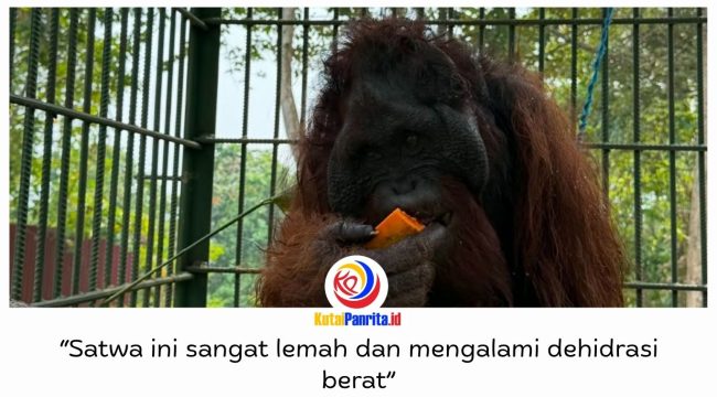 Seekor orangutan yang sempat viral setelah direkam operator excavator dari dalam kabin alat berat kini menjalani rehabilitasi di Pusat Rehabilitasi Satwa (PRS) Long Sam, Kampung Merasa, Kecamatan Kelay, Kabupaten Berau. Satwa tersebut ditemukan di Desa Menamang Kanan, Kecamatan Muara Kaman, Kutai Kartanegara, pada 14 September 2026, sebelum dievakuasi BKSDA Kalimantan Timur bersama Conservation Action Network (CAN). Foto: Conservation Action Network (CAN).