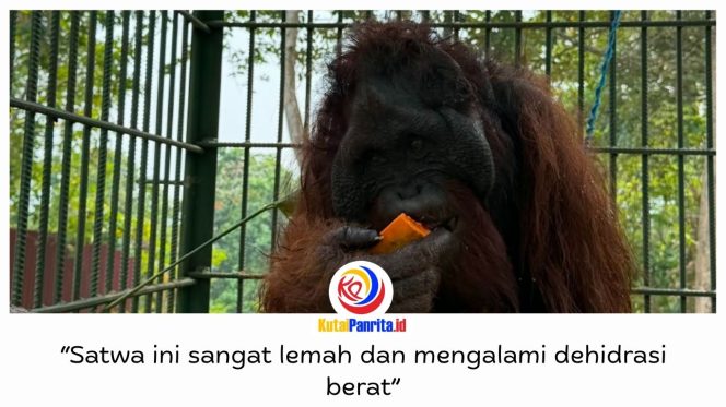 
 Seekor orangutan yang sempat viral setelah direkam operator excavator dari dalam kabin alat berat kini menjalani rehabilitasi di Pusat Rehabilitasi Satwa (PRS) Long Sam, Kampung Merasa, Kecamatan Kelay, Kabupaten Berau. Satwa tersebut ditemukan di Desa Menamang Kanan, Kecamatan Muara Kaman, Kutai Kartanegara, pada 14 September 2026, sebelum dievakuasi BKSDA Kalimantan Timur bersama Conservation Action Network (CAN). Foto: Conservation Action Network (CAN).